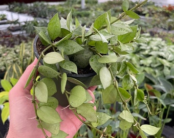 Hoya krohniana Eskimo 4” pot (ALL PLANTS require you to purchase 2 plants!)