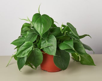 Philodendron hederaceum “heart leaf” Starter Plant (ALL STARTER PLANTS require you to purchase 2 plants!)