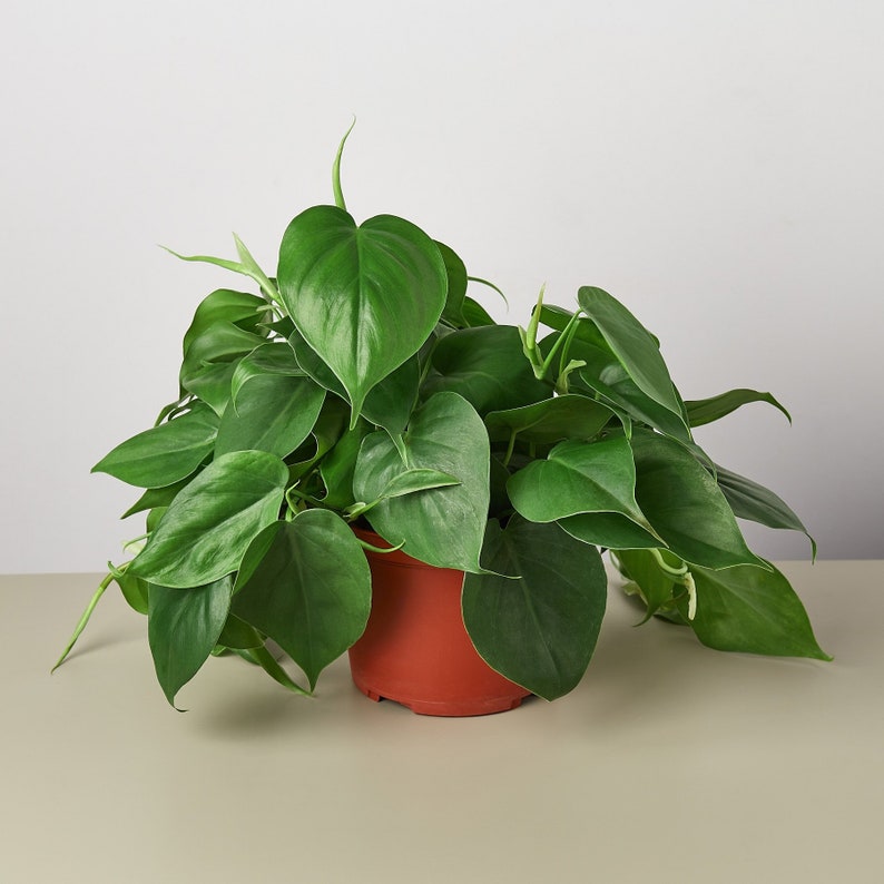 Philodendron hederaceum heart leaf Starter Plant ALL STARTER PLANTS require you to purchase 2 plants image 1