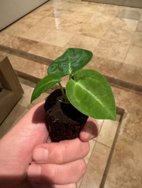 Anthurium Dorayaki Silver X Magnificum Starter Plant (ALL STARTER