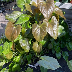 red leaf anthurium Starter Plant (ALL STARTER PLANTS require you to purchase 2 plants!)