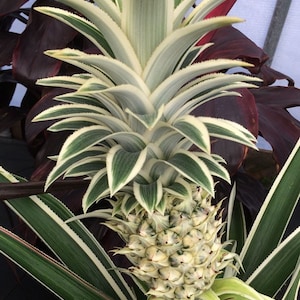 May include: A close-up of a pineapple plant with variegated leaves. The pineapple fruit is growing at the center of the plant.