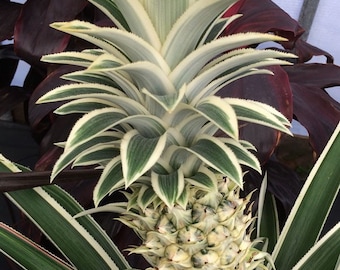 May include: A close-up of a pineapple plant with variegated leaves. The pineapple fruit is growing at the center of the plant.