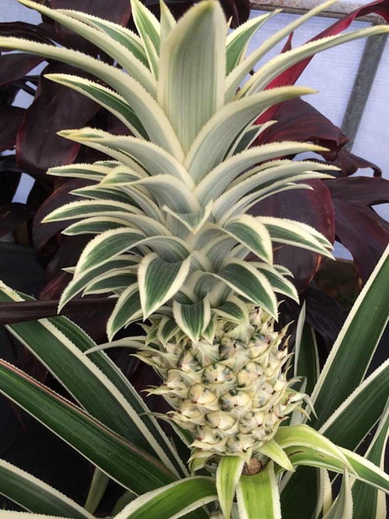 Variegated pineapple juicy Starter Plant ALL STARTER PLANTS require you to purchase 2 plants image 1