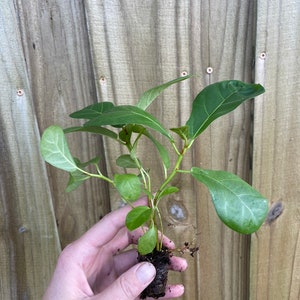 May include: A small green plant with a root ball, ready to be planted in the garden.
