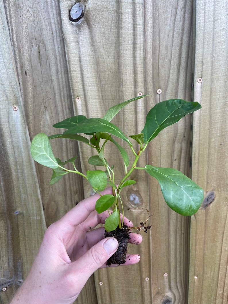 May include: A small green plant with a root ball, ready to be planted in the garden.