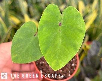 Colocasia Pharaohs mask 2” pot (ALL PLANTS require you to purchase 2 plants!)