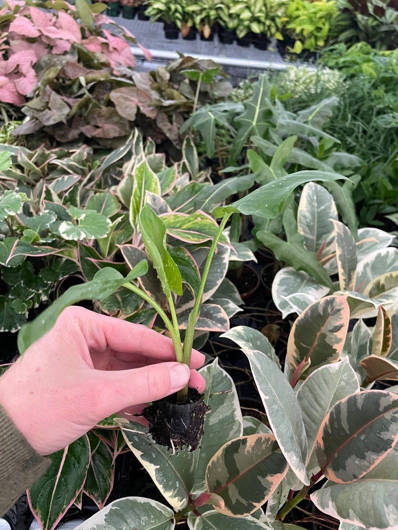 Zantedeschia White Giant Starter Plant ALL STARTER PLANTS Etsy