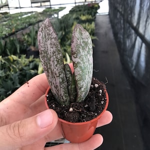 May include: A small potted succulent with long, speckled leaves in shades of green and purple. The plant is in a small, orange plastic pot filled with soil. The background shows a greenhouse setting with other plants.