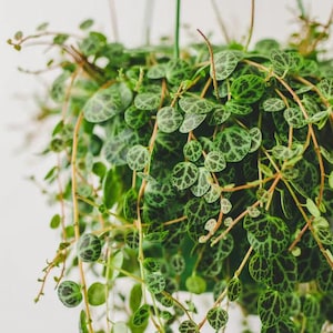 String of turtles starter plant (ALL STARTER PLANTS require you to purchase 2 plants!)