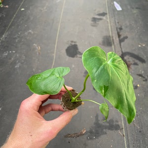 Philodendron speciosum x Goeldii Starter Plant (ALL STARTER PLANTS require you to purchase 2 plants!)