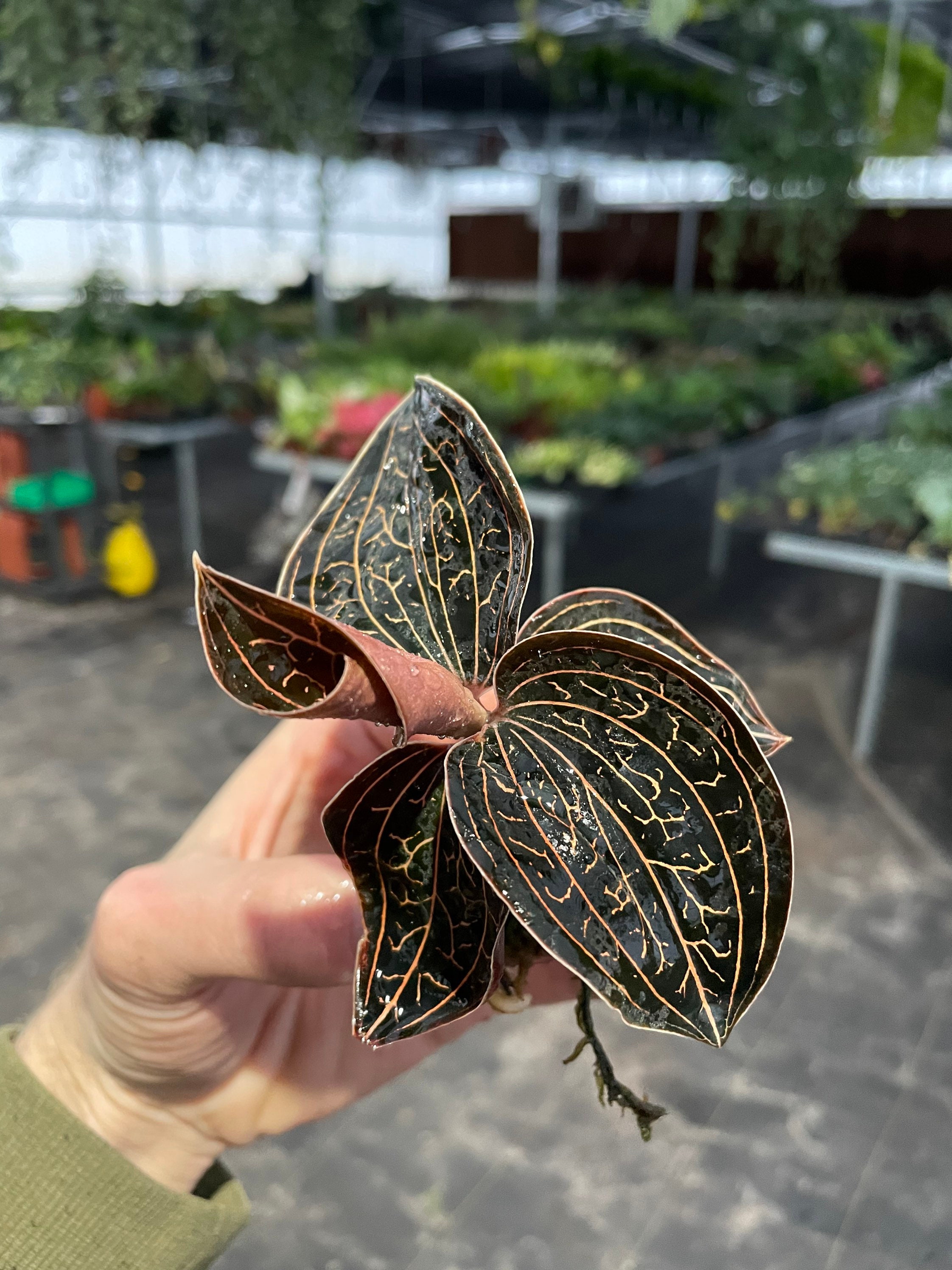 Golden Jewel ( Anoectochilus Chapaensis ) Starter Plant (ALL