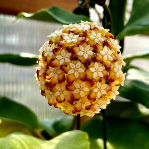 Hoya bicolor Starter Plant (ALL STARTER PLANTS require you to