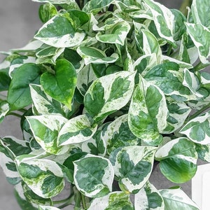 Pearls and jade pothos Starter Plant (ALL STARTER PLANTS require you to purchase 2 plants!)