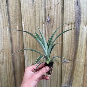 Variegated pineapple juicy Starter Plant ALL STARTER PLANTS require you to purchase 2 plants image 4