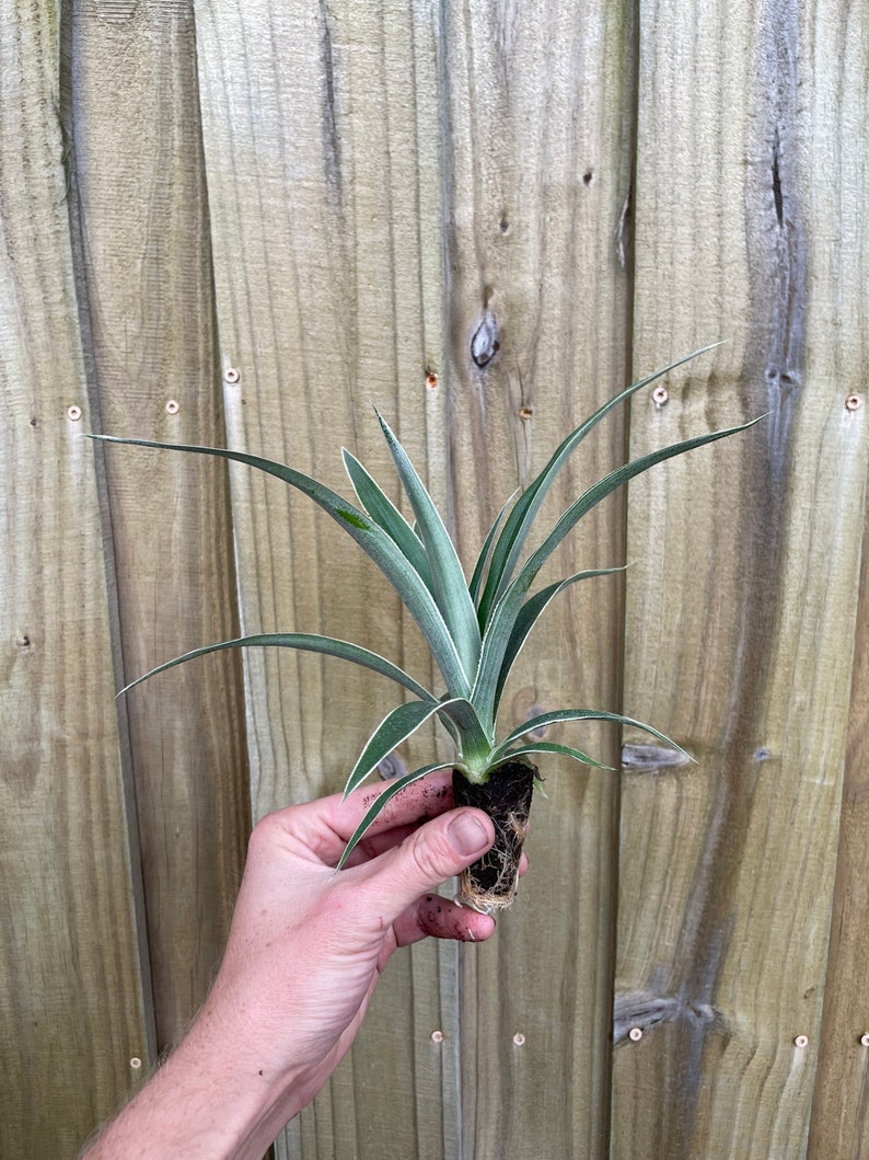 Variegated pineapple juicy Starter Plant ALL STARTER PLANTS require you to purchase 2 plants image 4