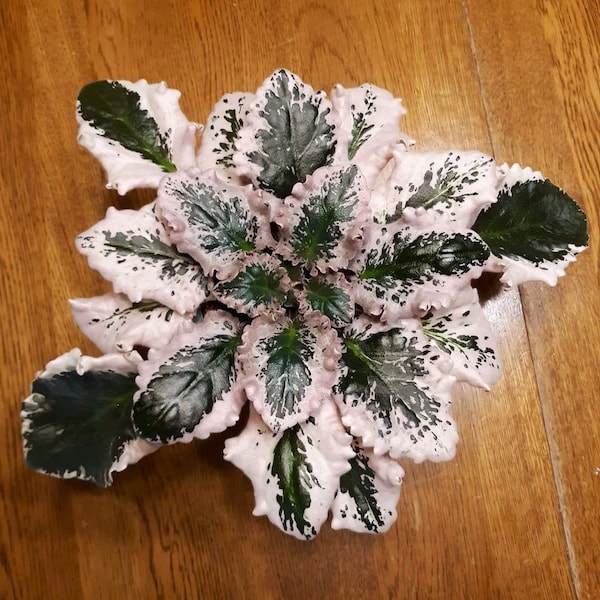 Pink Variegated African violet “wranglers Dixie celebration” Starter Plant (ALL STARTER PLANTS require you to purchase 2 plants!)