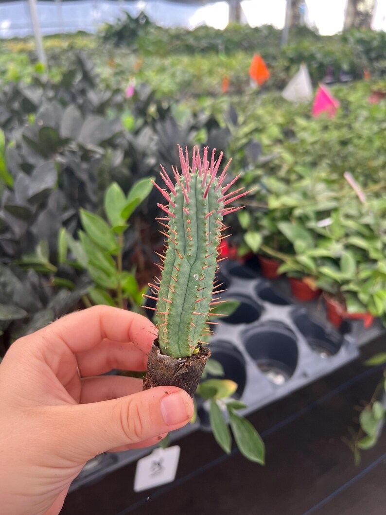 TheGreenEscape Euphorbia ferox