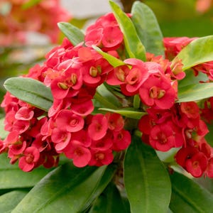 May include: Close-up of a vibrant cluster of red flowers with small, rounded petals. The flowers are densely packed together, creating a full, textured appearance. The blooms are surrounded by large, green leaves, creating a striking contrast.