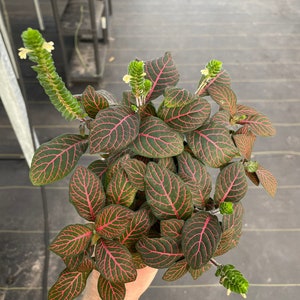 Red fittonia nerve plant 4 pot ALL PLANTS require you to purchase 2 plants image 7