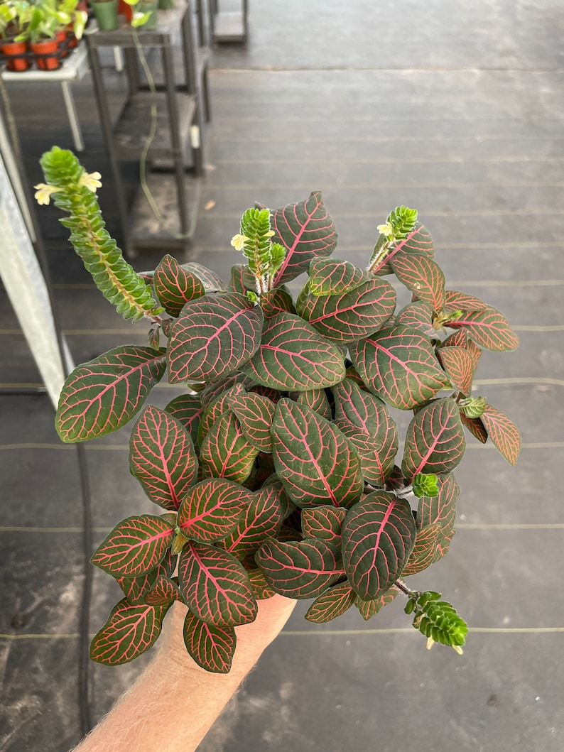 Red fittonia nerve plant 4 pot ALL PLANTS require you to purchase 2 plants image 7