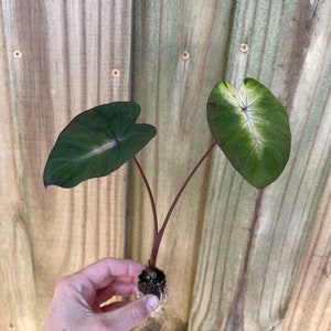 Puede incluir: Una peque&ntilde;a planta de Caladium con dos hojas grandes en forma de coraz&oacute;n. Las hojas son de color verde oscuro con vetas blancas y un env&eacute;s p&uacute;rpura. La planta tiene un tallo de color p&uacute;rpura rojizo y se sostiene contra una valla de madera.