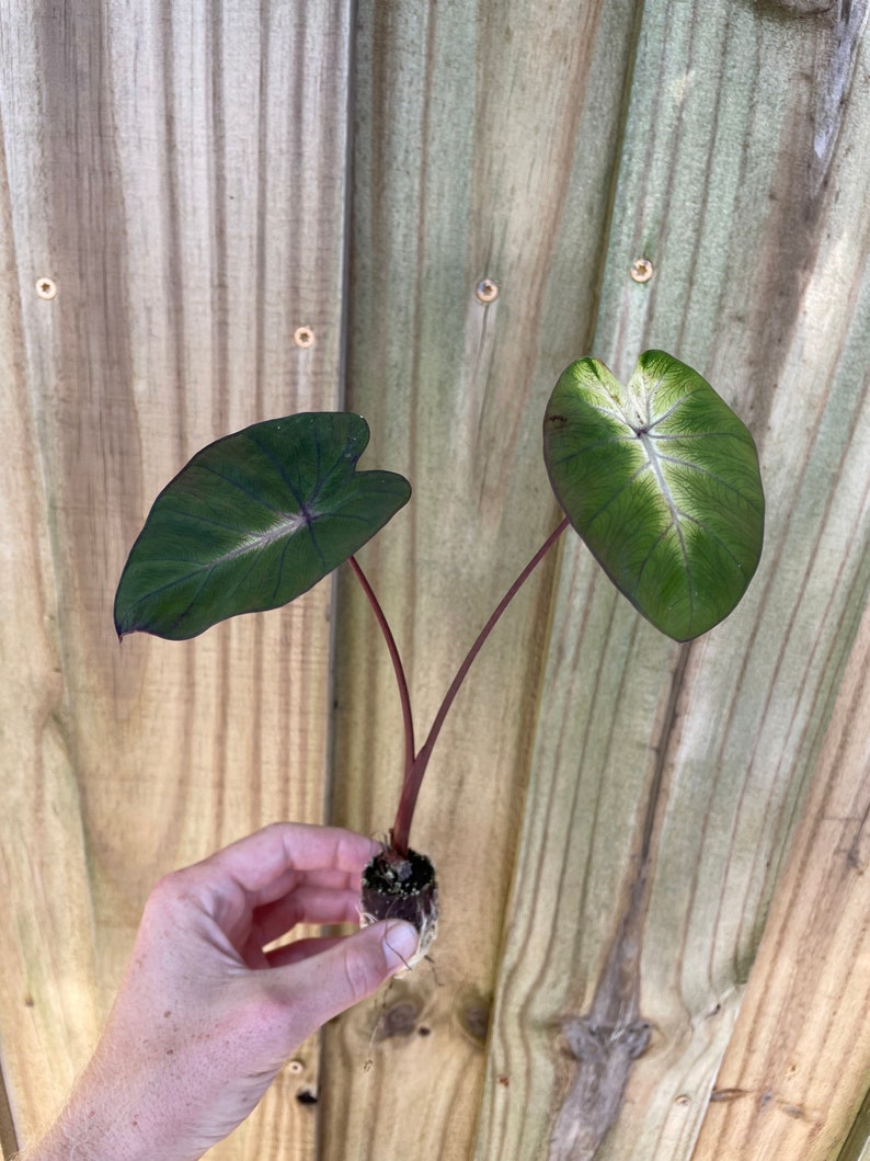 Puede incluir: Una peque&ntilde;a planta de Caladium con dos hojas grandes en forma de coraz&oacute;n. Las hojas son de color verde oscuro con vetas blancas y un env&eacute;s p&uacute;rpura. La planta tiene un tallo de color p&uacute;rpura rojizo y se sostiene contra una valla de madera.