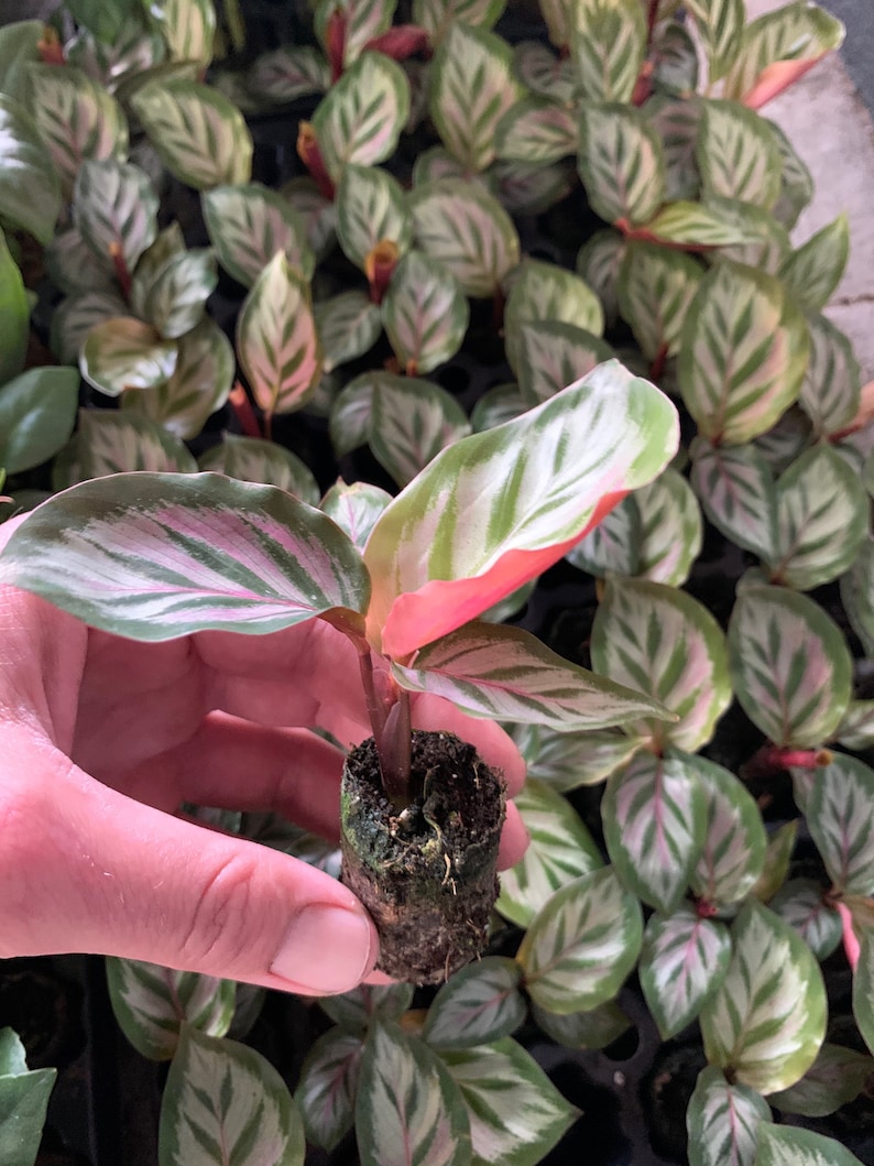 TheGreenEscape Calathea Peacock Plant - Thumbnail 3
