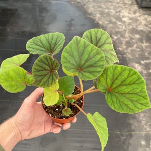 Begonia Sericoneura var. Lindleyana 4 pot ALL PLANTS require you to purchase 2 plants image 2