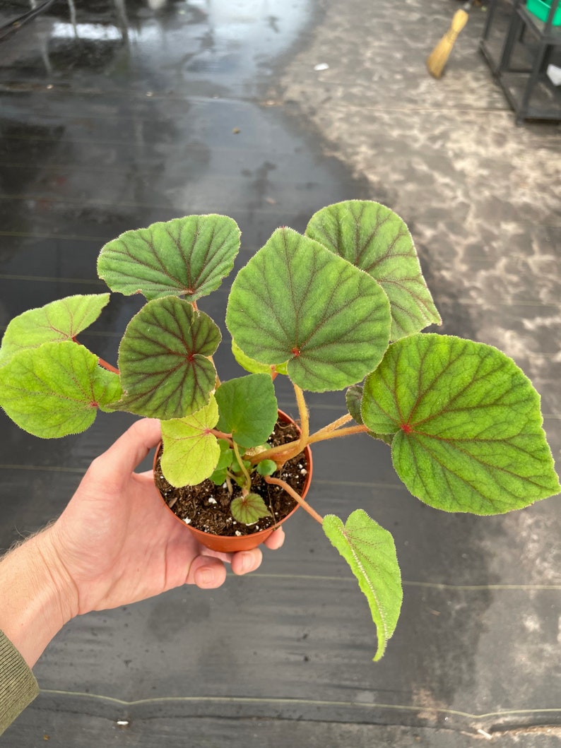 Begonia Sericoneura var. Lindleyana 4 pot ALL PLANTS require you to purchase 2 plants image 2