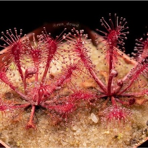 Drosera oblanceolata Starter Plant (ALL STARTER PLANTS require you to purchase 2 plants!)