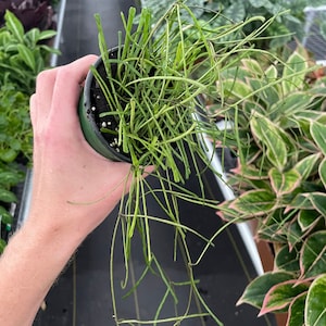 Hoya retusa en maceta de 4 pulgadas (¡Todas las plantas requieren la compra de 2 plantas!)