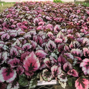 Begonia Rex kotobuki Starter Plant (ALL STARTER PLANTS require you to purchase 2 plants!)