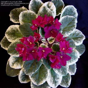 pow wow African violet starter plant (ALL Starter PLANTS require you to purchase 2 plants!)