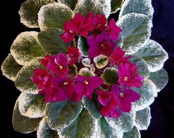 pow wow African violet starter plant (ALL Starter PLANTS require you to purchase 2 plants!)