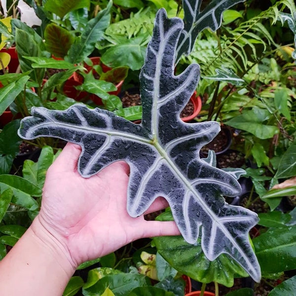 Alocasia nobilis Starter Plant (ALL STARTER PLANTS require you to purchase 2 plants!)
