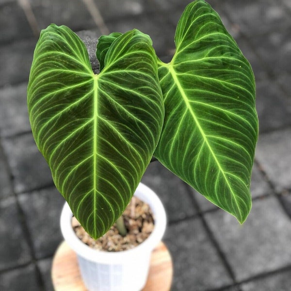 Philodendron splendid Starter Plant (ALL STARTER PLANTS require you to purchase 2 plants!)