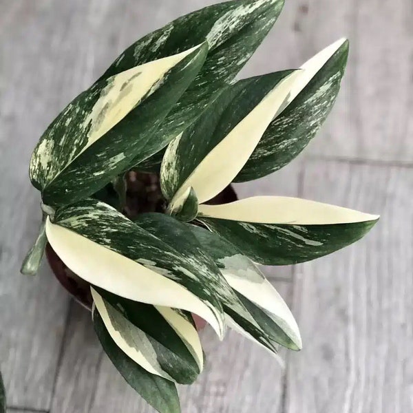 Monstera Standleyana albo Starter Plant (ALL STARTER PLANTS require you to purchase 2 plants!)