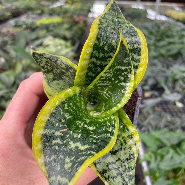 Sansevieria high color Starter Plant (ALL STARTER PLANTS require you to purchase 2 plants!