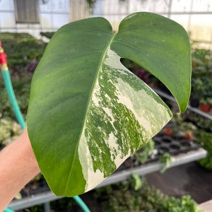 Rooted monstera albo cutting ALL PLANTS require you to purchase 2 plants image 7