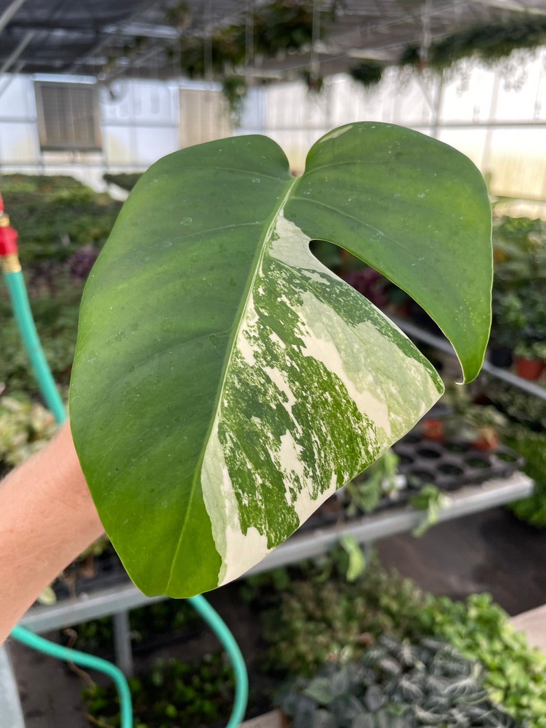 Rooted monstera albo cutting ALL PLANTS require you to purchase 2 plants image 7