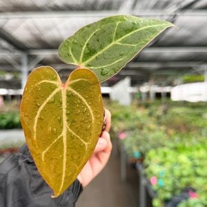 Exact Plant Anthurium Warocqueanum x Zone Starter Specific #HME3483 | G/H (All PLANTS require you to purchase 2 plants!)