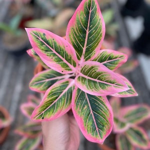 Aglaonema lotus delight Starter Plant (ALL STARTER PLANTS require you to purchase 2 plants!)