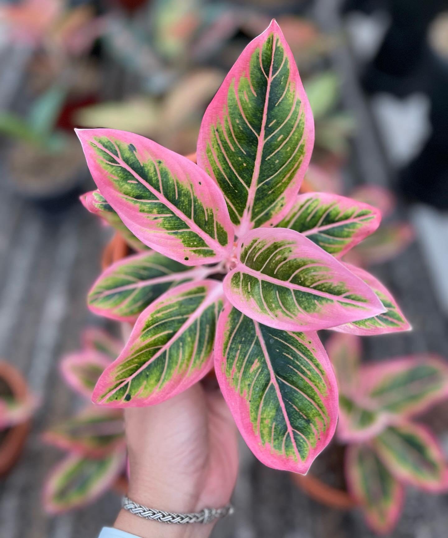 Aglaonema Lotus Delight Starter Plant (ALL STARTER PLANTS Require