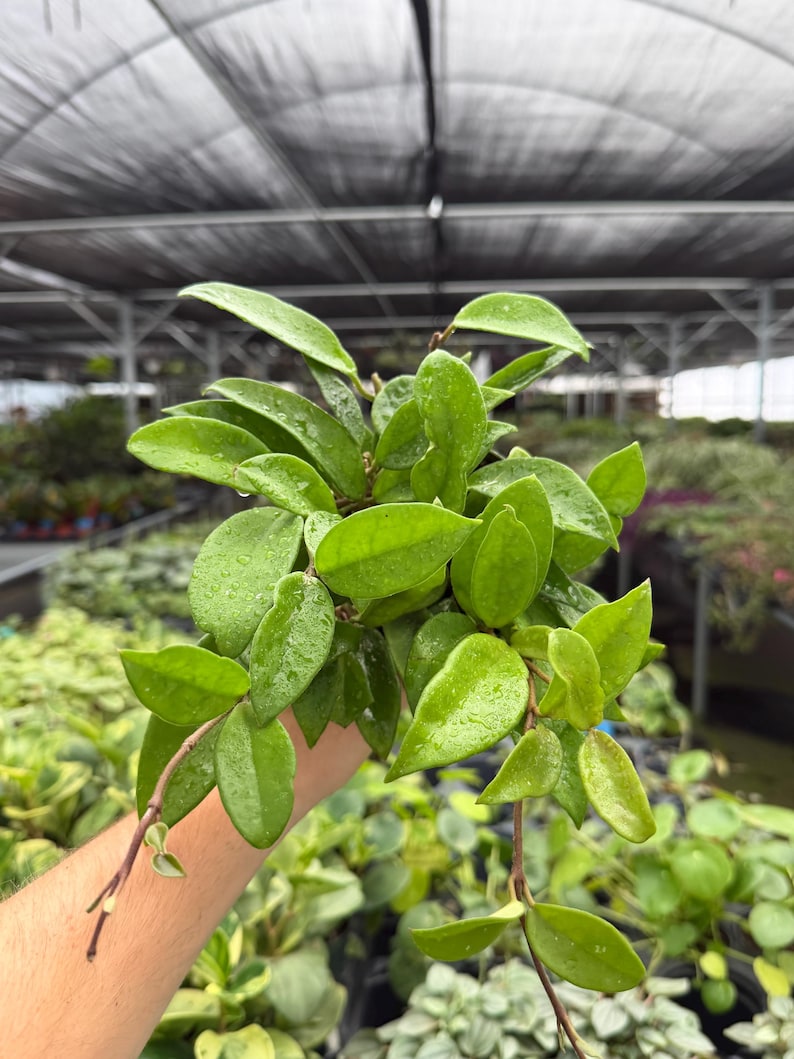 Exact Plant Hoya Jade Specific 4” Pot 15041DAE | G/H (all PLANTS ...