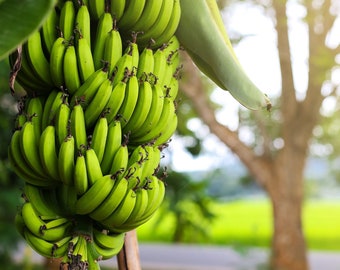 Dwarf cavendish banana Starter Plant (ALL STARTER PLANTS require you to purchase 2 plants!)