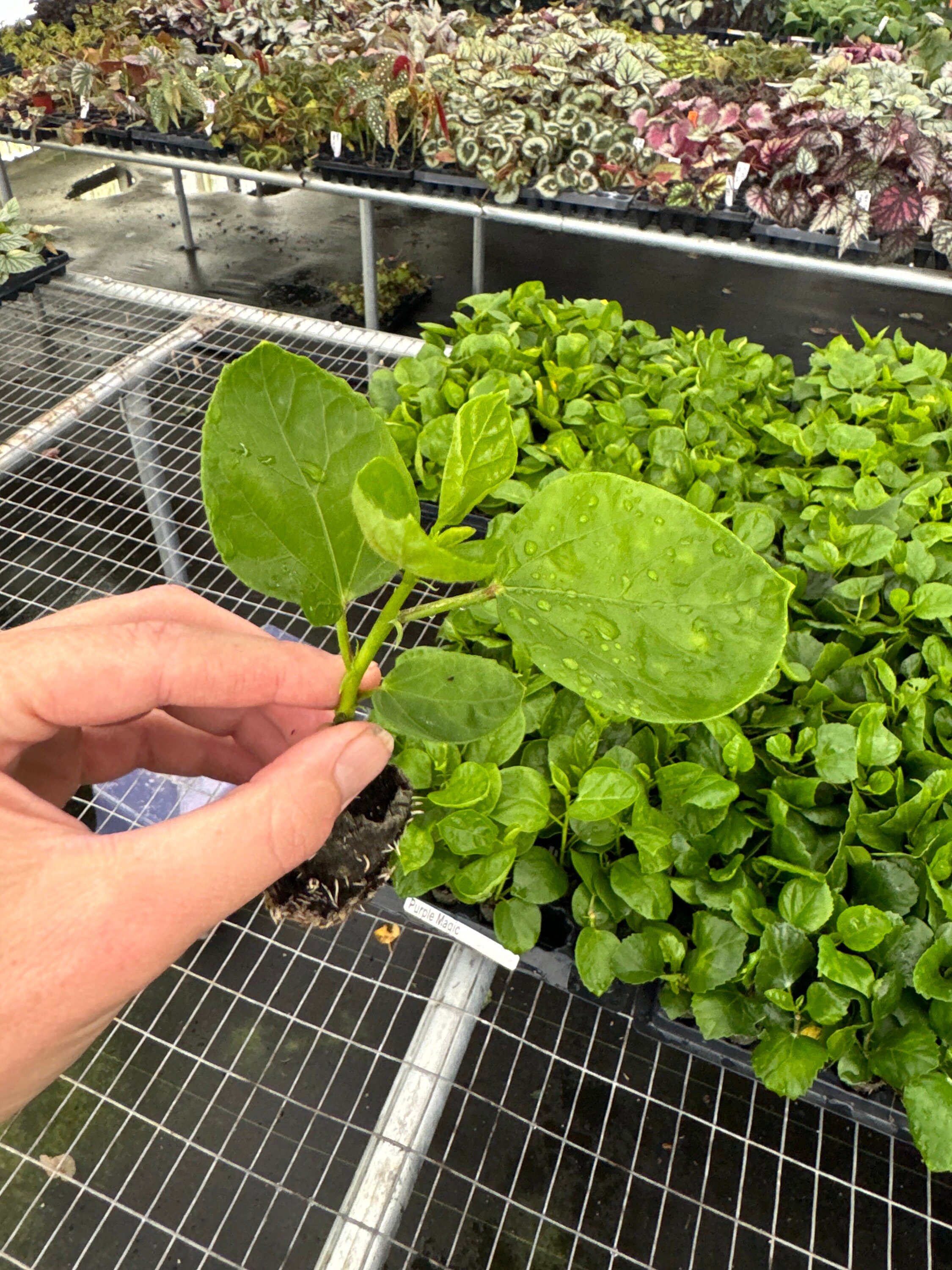 Purple Magic Hibiscus Starter Plant (ALL STARTER PLANTS Require