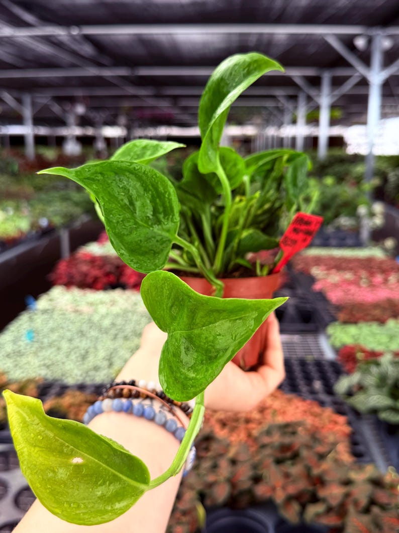 TheGreenEscape Epipremnum Shangri La - Thumbnail 2