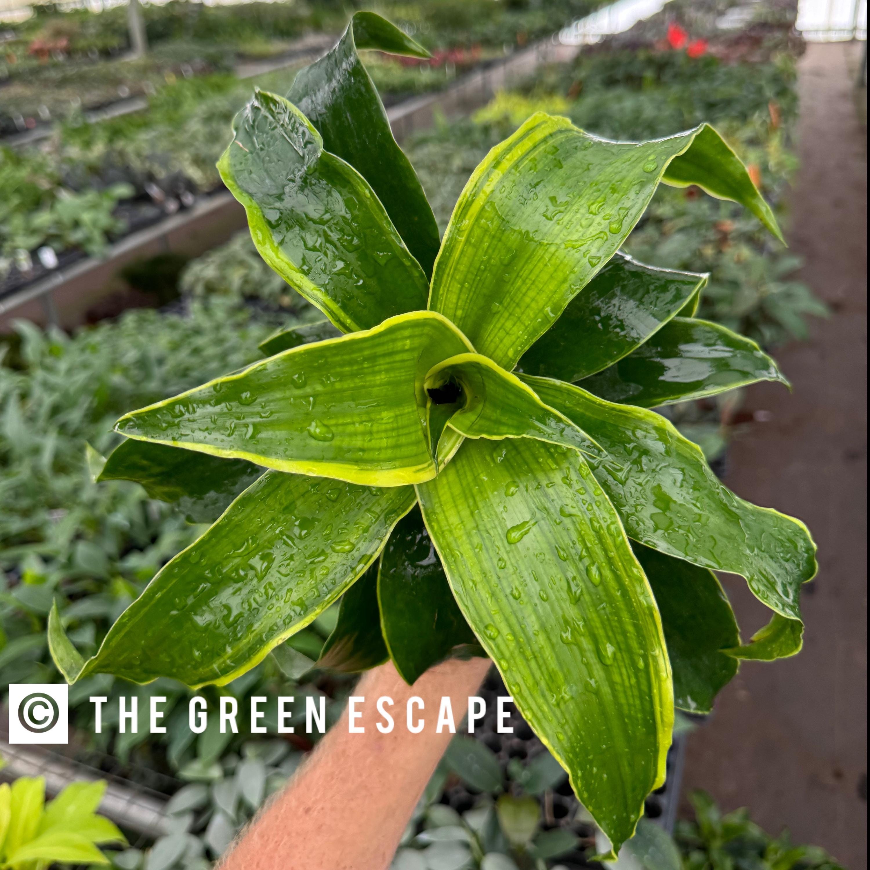 Dracaena Dragon Dorado 4” Pot (ALL PLANTS Require You to Purchase