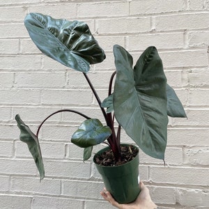 Alocasia Yucatán princess “masquerade”Starter Plant (ALL STARTER PLANTS require you to purchase 2 plants!)